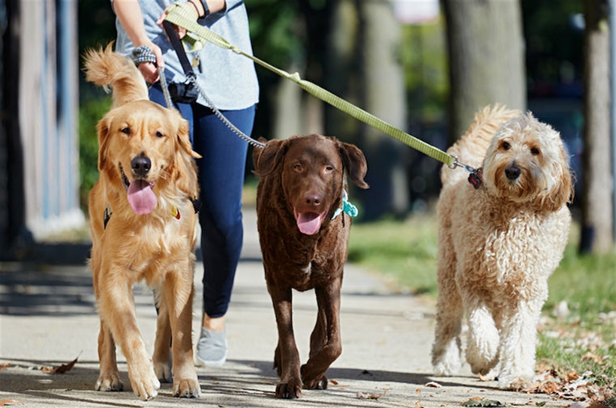 Dog owners urged to take care Horsham Rural City Council