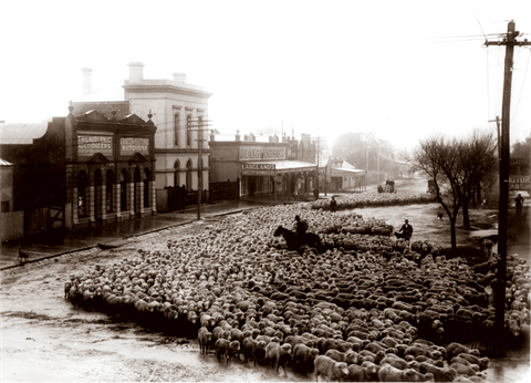 Horsham historic image of sheep droves in city centre.png