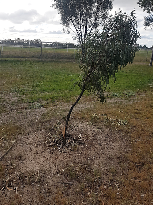 Tree vandalism.png