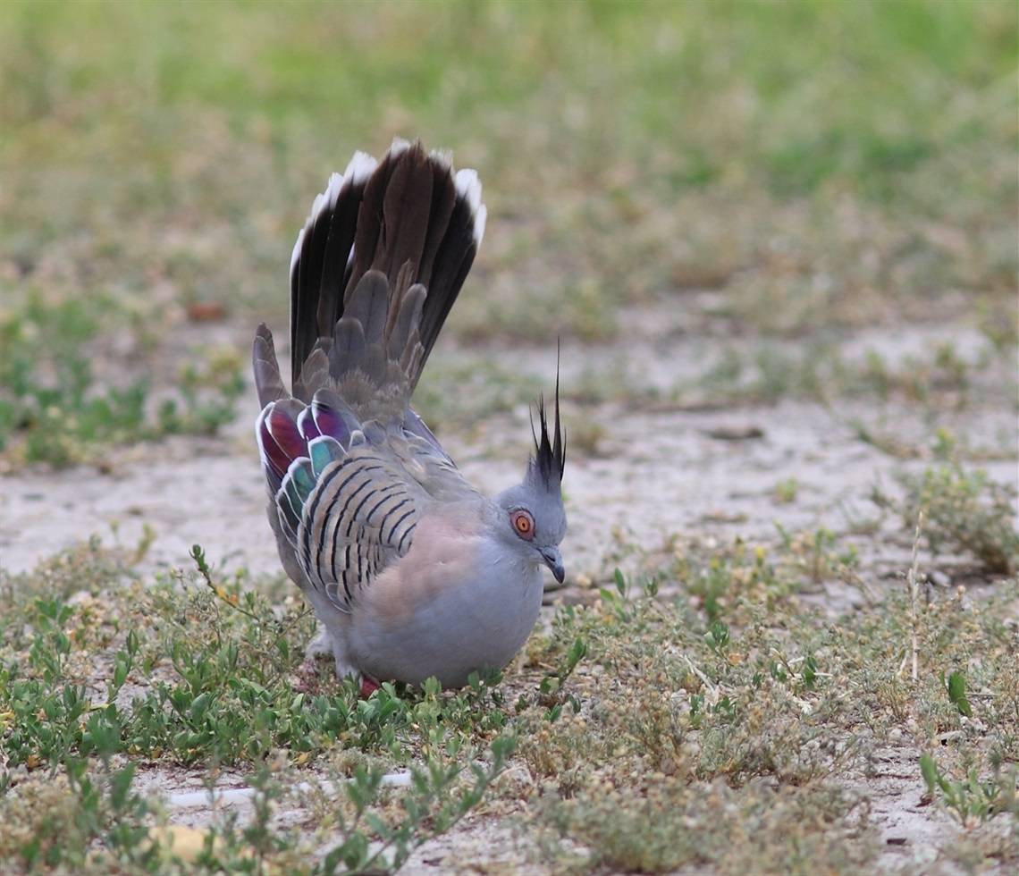 Crested Pigeon Andrew Silcocks.JPG