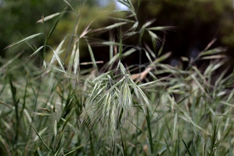 long_grass_shame_04.jpg