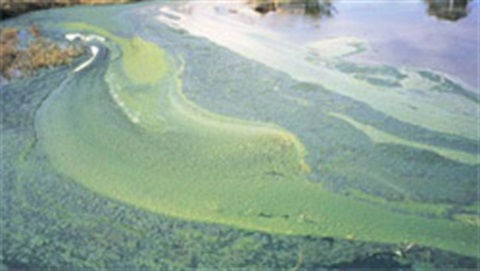 blue-green-algae.jpg