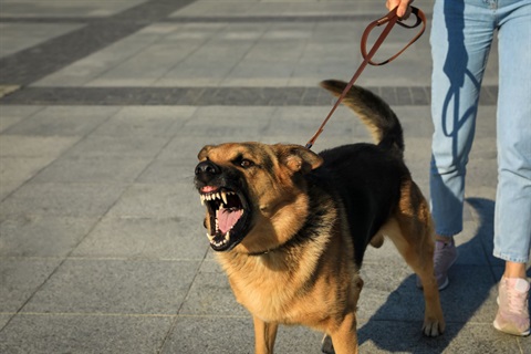 aggressive-dog.jpeg