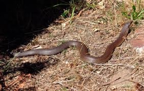 Brown snake.jpg