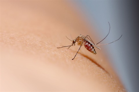 mosquito on skin