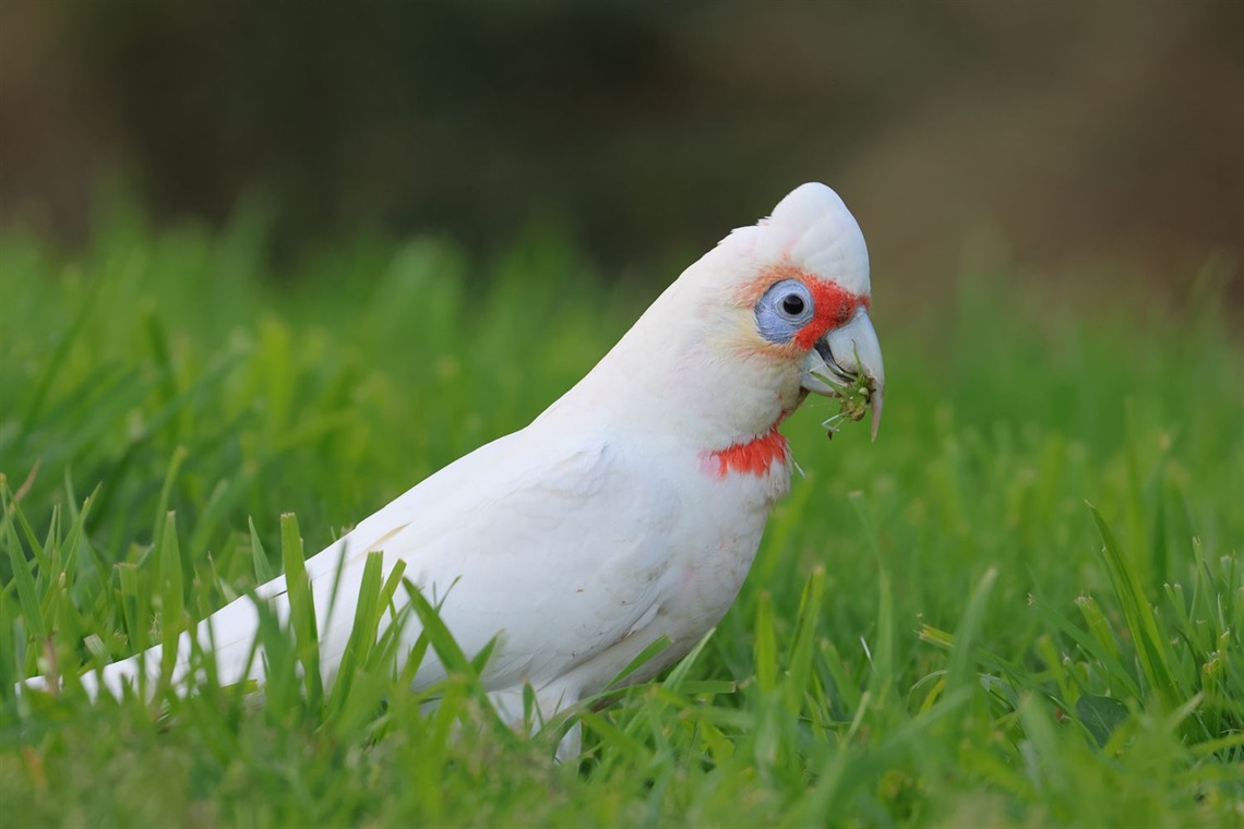corella-still.jpeg