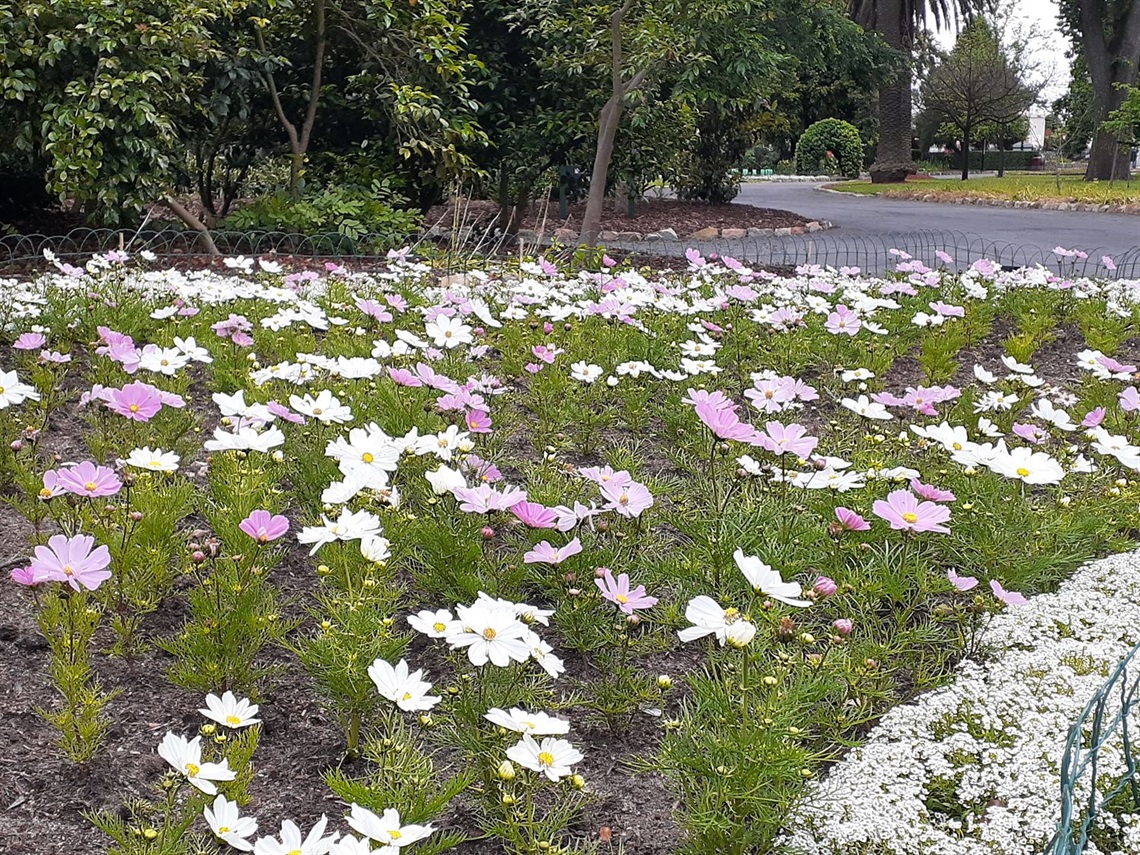 Cosmos Nov 2022 -2.jpg