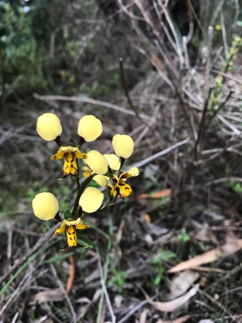 donkey_ear_orchid.jpg