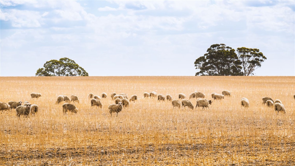 horsham-farm-paddock.jpeg