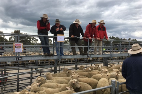 Horsham Regional Livestock Exchange.JPG