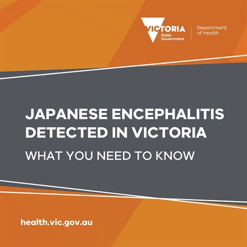 Japanese encephalitis virus.jpg