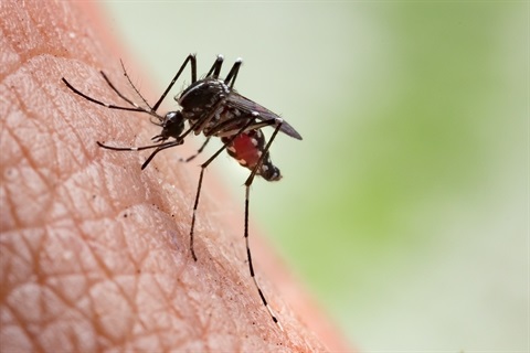 Mosquito biting a hand