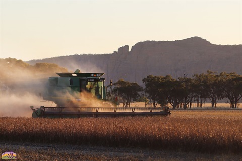 A harvester working in front of the cliffs of Mount Arapiles