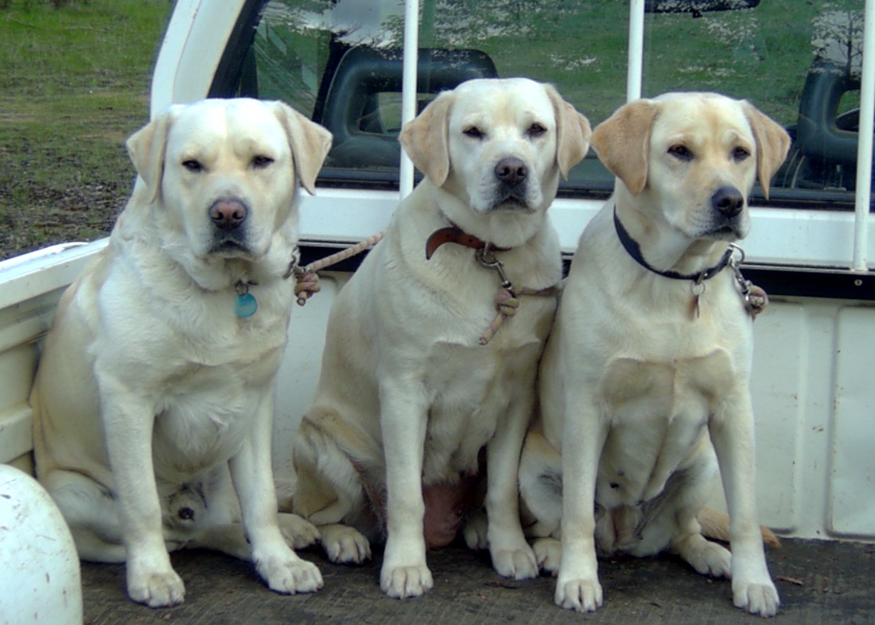 3_dogs_ute.jpg