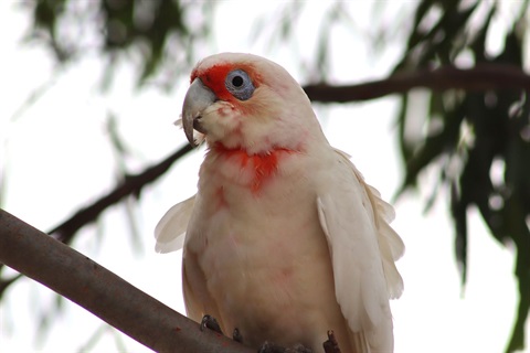 Corella On Wimmera River 