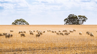 horsham-farm-paddock.jpeg