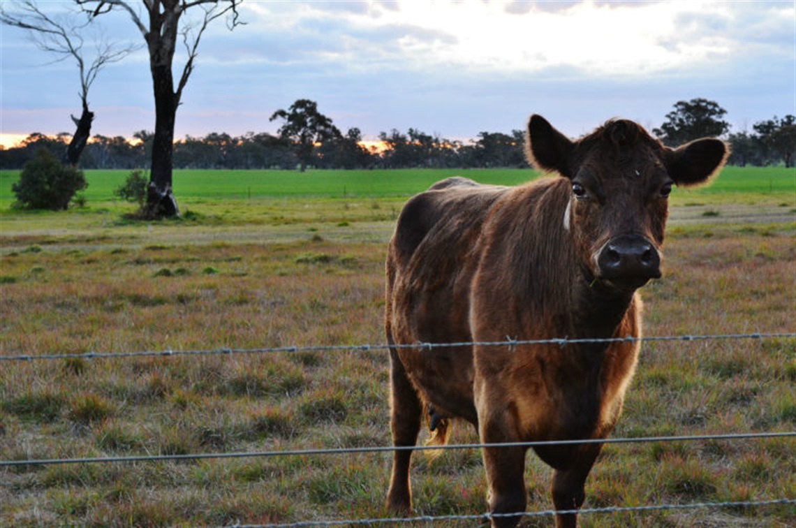 Cow at Pearson Road.jpg