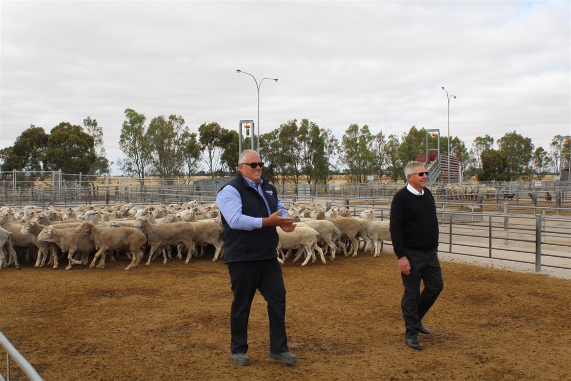 HRLE-sod-turning-pen-of-sheep.jpg