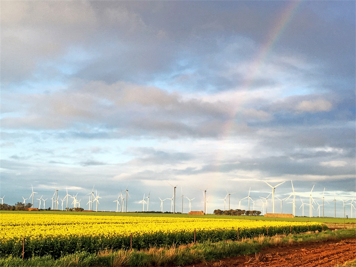 Murra Warra wind farm with canola.png