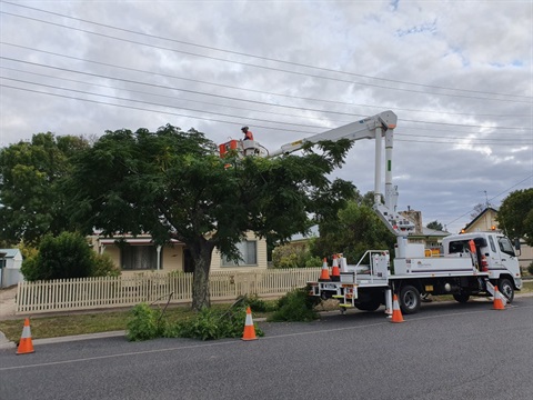 Powerline clearance tree pruning .jpeg