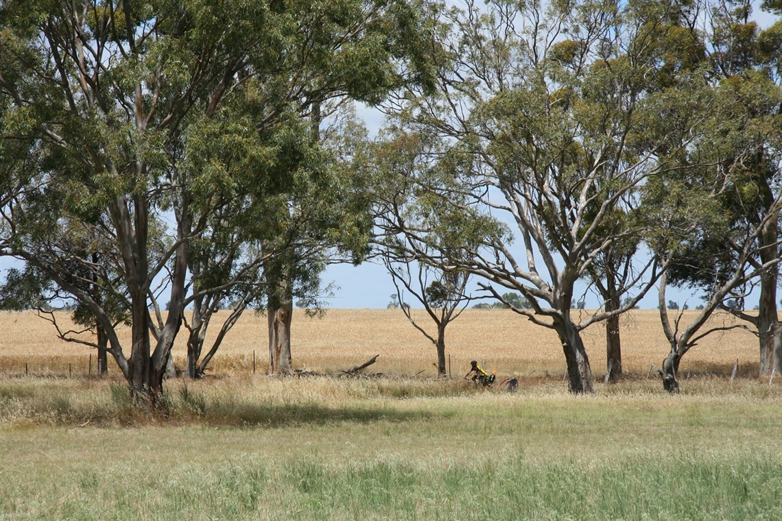 Riding through the Red Gums, Natimuk Creek photo by Eddy Morfadin.JPG