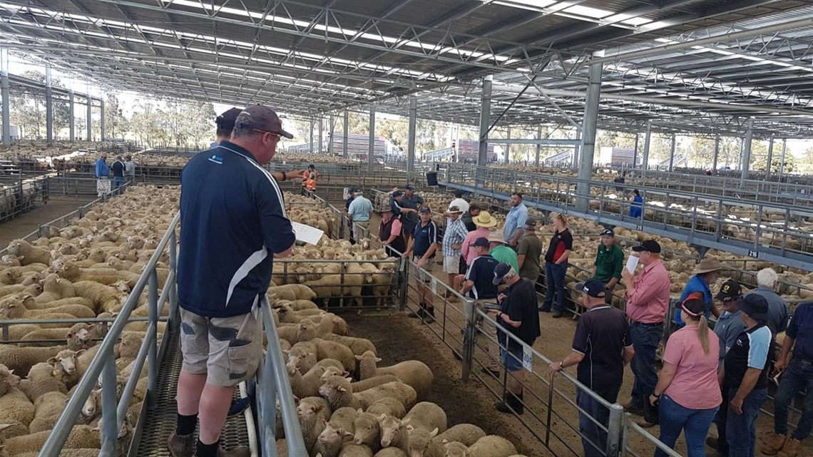 Sheep sale with agents.jpg
