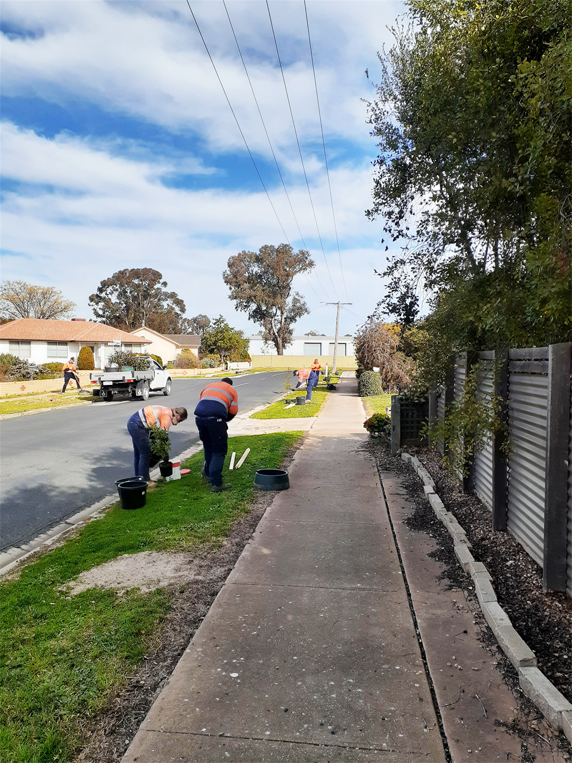 Street tree planting.png