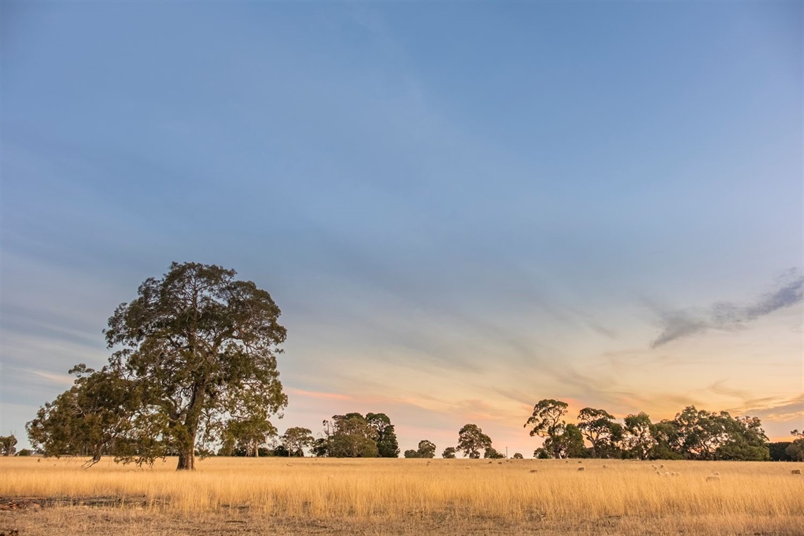 vic-farm-drought.jpeg